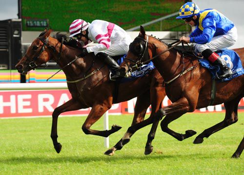 Bendzoldan beats off Brookley Lady