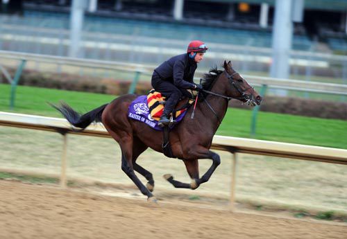 Master Of Hounds working at Churchill Downs ahead of the Breeders' Cup Juvenile Turf 
