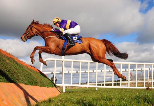 A fine shot of Golden Sunbird and Michael Doran