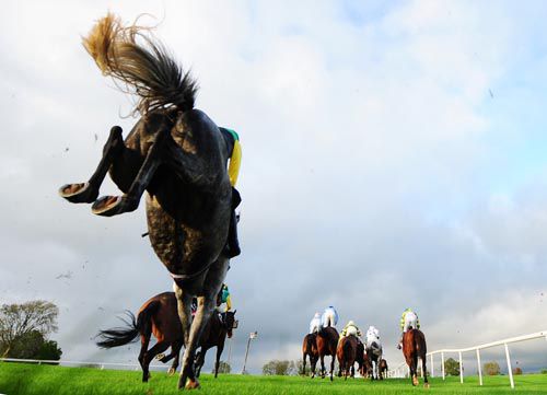 Burnt Oil Babe takes a fence on her way to Punchestown success