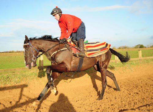 Don Cossack on the gallops