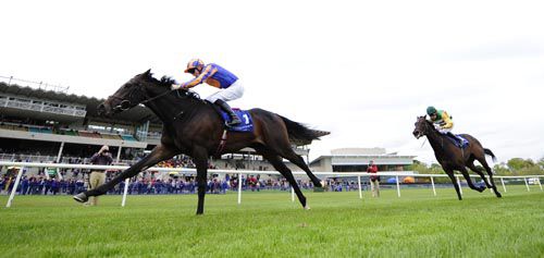 Cougar Ridge impresses on debut with Billy Lee in the saddle at Leopardstown