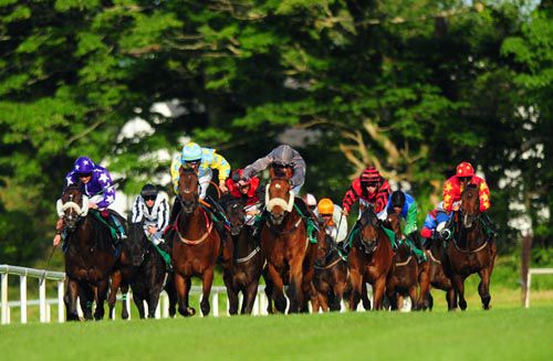 Bubbly Bellini (grey colours) comes to land the spoils