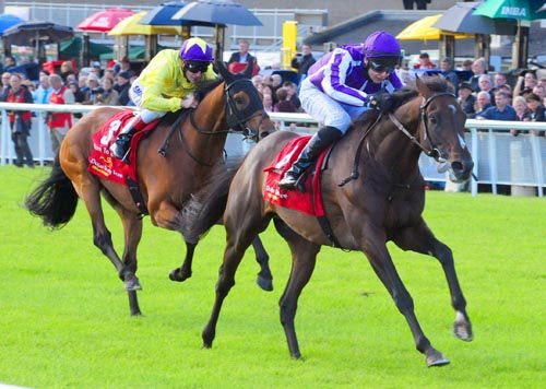 Camelot winning the Derby at the Curragh last Saturday