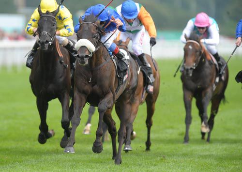 Dubai Prince in winning action at York