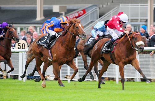 Maarek (noseband) beats Starspangledbanner