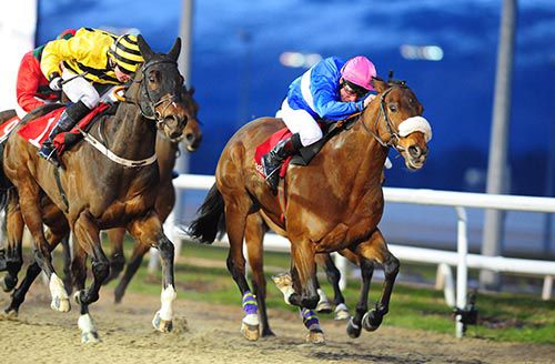Esytopolishadiamond is driven out by John Egan to beat Gold Falcon (outside)