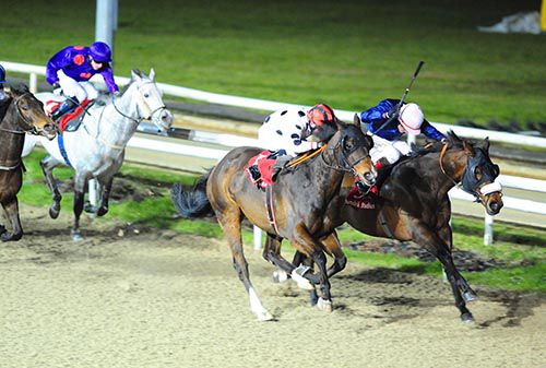 Atlas Peak (nearest) comes to catch Indiana Charmer