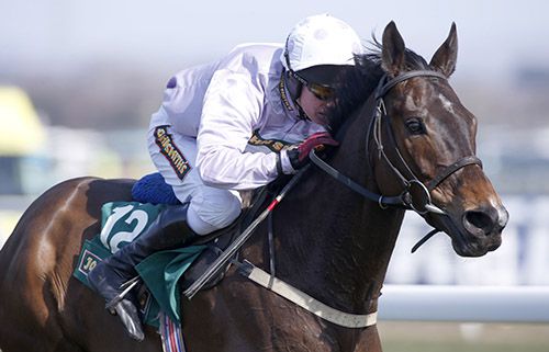 Solwit and Paul Carberry winning The John Smith's Liverpool Hurdle Photo HEALY RACING.Aintree 6.4.13
