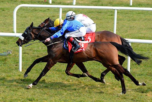 Stuccodor (nearside) defeats Euphrasia