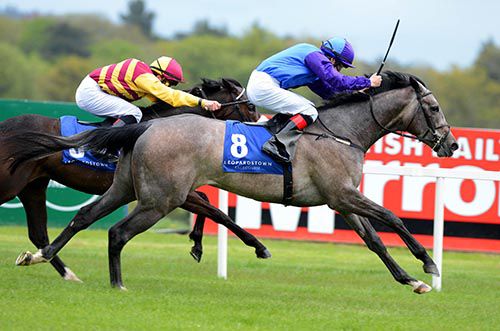 Sacred Aspect pictured winning her maiden at Leopardstown