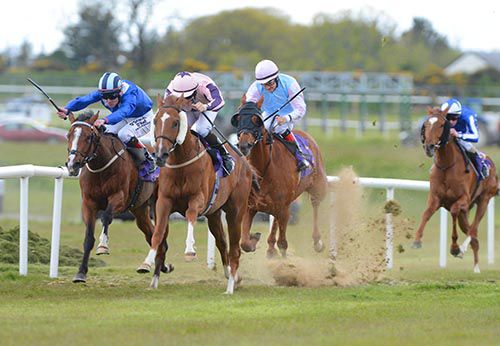 Tooreen Legend (nearest) was better than Nabat Ali, Jan Van Eyck and Majestic Jasmine at Wexford