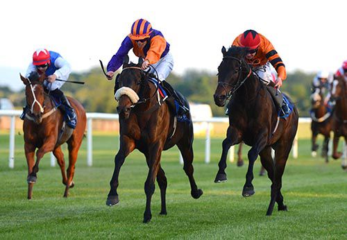 House Limit (noseband) holds off Windsor Pride with Gun Shoot on the left