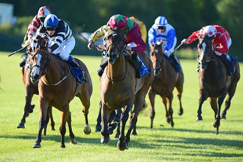 Fiesolana, green star, relishes six furlongs at Leopardstown