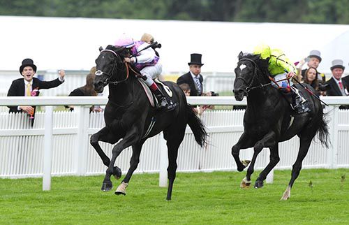 The ill-fated Thomas Chippendale beats Dandino