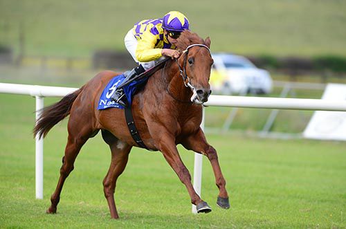 Gold Pelegrine and Niall McCullagh