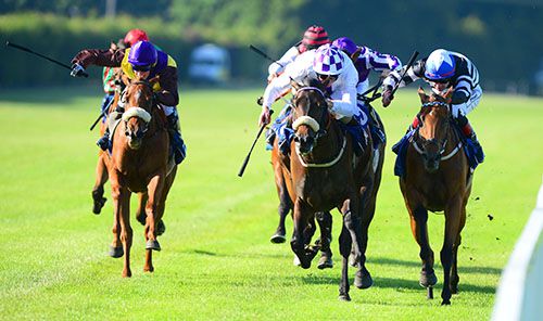 Feasta, noseband, collars Late Rosebud