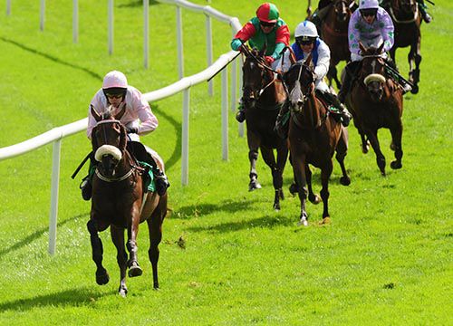 Pink Goddess has them all at work in Downpatrick