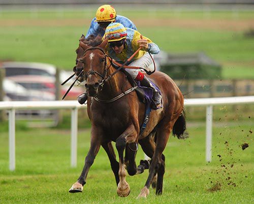 Celestial Prospect powers away in Wexford