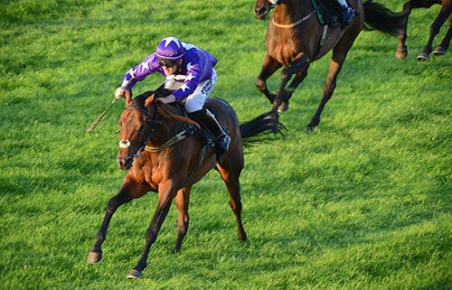 Everlasting Spring is driven out by Robbie McNamara