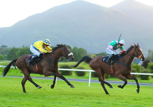 Spa Hill (yellow) stays on best in the closing stages to overtake the gambled on Casey Ryback