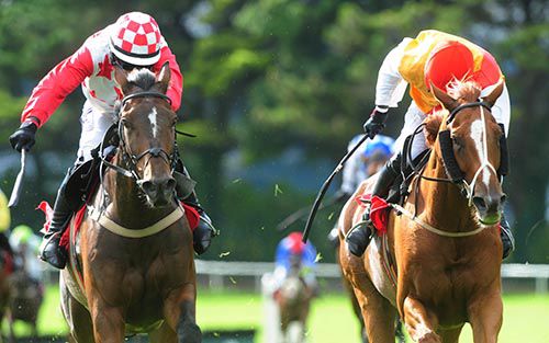 Run For Firth (left) beats Donatis Comet