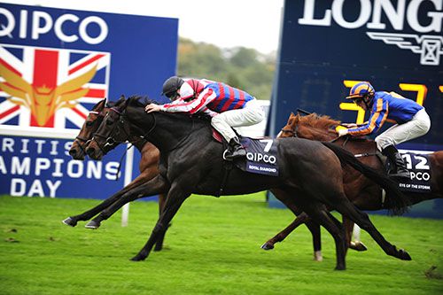 Royal Diamond just pips Harris Tweed (partly hidden) with Eye Of The Storm in third