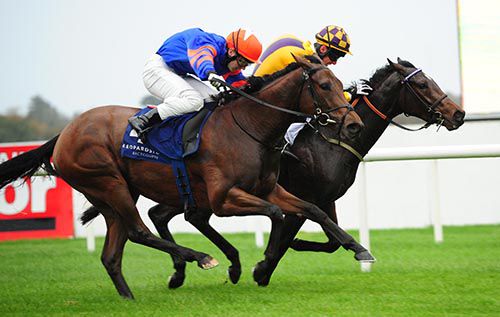 Ubiquitous Mantle (nearside) comes to just 'do' Greanta at Leopardstown