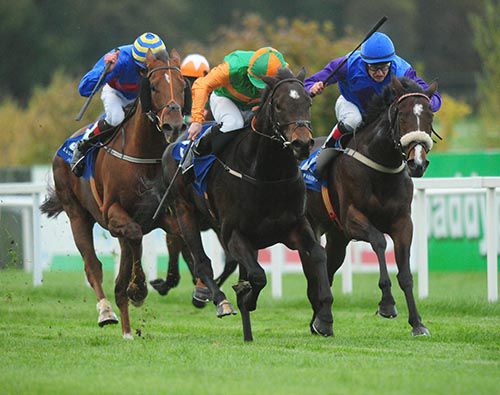 Al Murqab, green and orange, leads them home