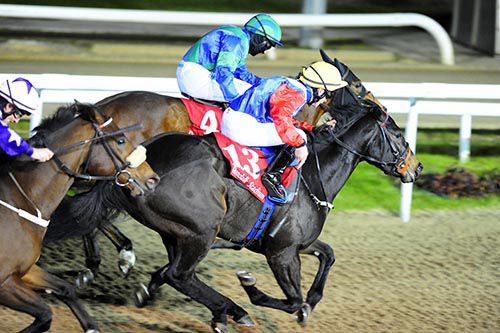 Lady Mega, number 13, cuts down Have A Great Day