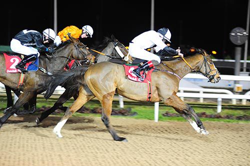 Gretzky (Connor King) is up from Cullentry Royal and Shake The Bucket in the finale at Dundalk
