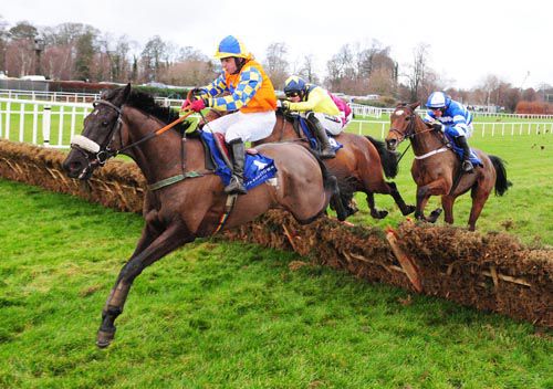 Mister Nibbles sees them all off from the back of the last at Leopardstown