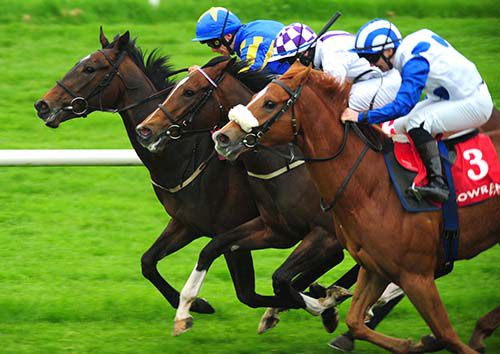 Ashtaroth (far side) beats Stirabout (centre) and Mansuri