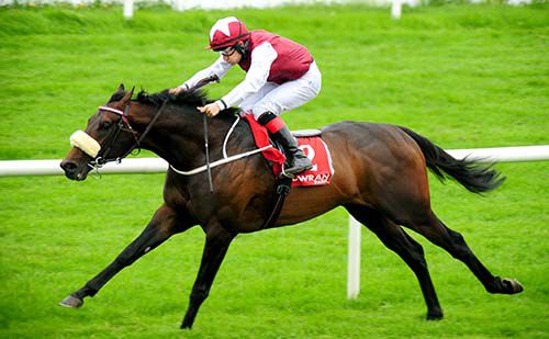 Warbird and Shane Foley winning for trainer Mick Halford 