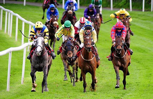 Royal Chief (left) faces a number of challengers approaching the final hill