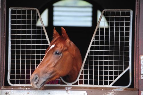 The Epsom Derby favourite Australia 