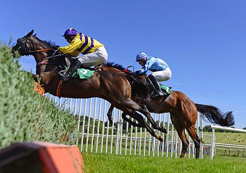 Mighty Whitey jumps the last ahead of Darwins Theory 