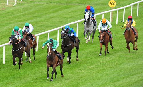 Great shot of all seven runners in the opener with Calm Bay leading them home