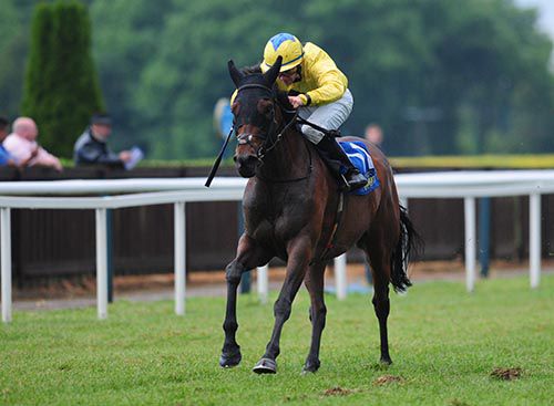 Lily The Lioness hacks up in Tipperary