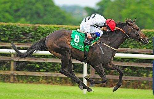 The Big Cat is driven out by Declan McDonogh