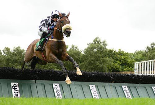 Orgilgo Bay pops the last on his way to victory at Downpatrick on Monday