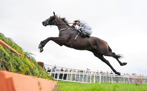 Mahrajaan soars over the last in Killarney