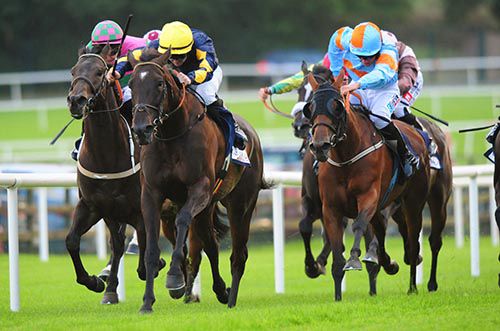 Surreal, yellow cap, sets sail for home in Ballybrit