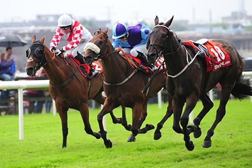 Cairdiuil (purple and light blue, Wayne Lordan) gets the better of Tahaf with the loose Victor's Beach for company 