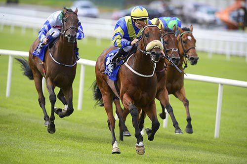 Hasanour wins in the Curragh for trainer Mick Halford