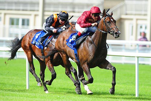 Cappella Sansevero (right), winning at the Curragh in 2014, is the sire of Mill Reef winner Pierre Lapin