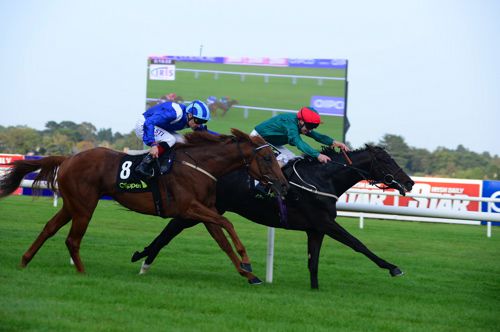 Bow Creek winning at Leopardstown