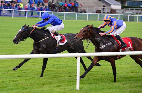 Parish Boy, left, beats Order Of St George in Leopardstown