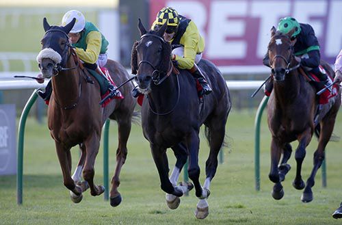Big Easy (centre) pictured on his way to victory in the Cesarewitch at Newmarket in October
