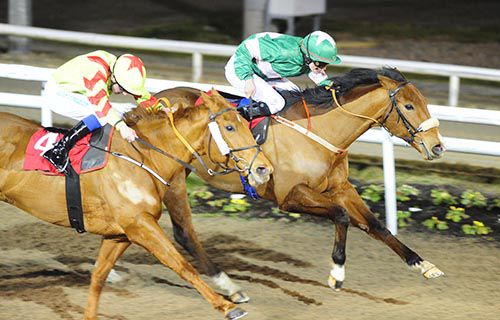 Your Pal Tal (Donagh O'Connor, far-side) beats Majestic Timeline (Chris Hayes)